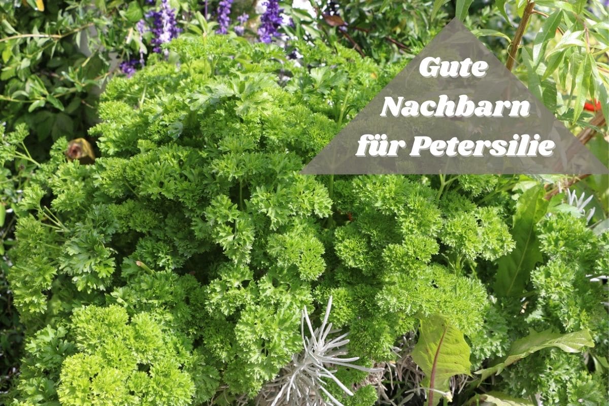 Gute Nachbarn für Petersilie