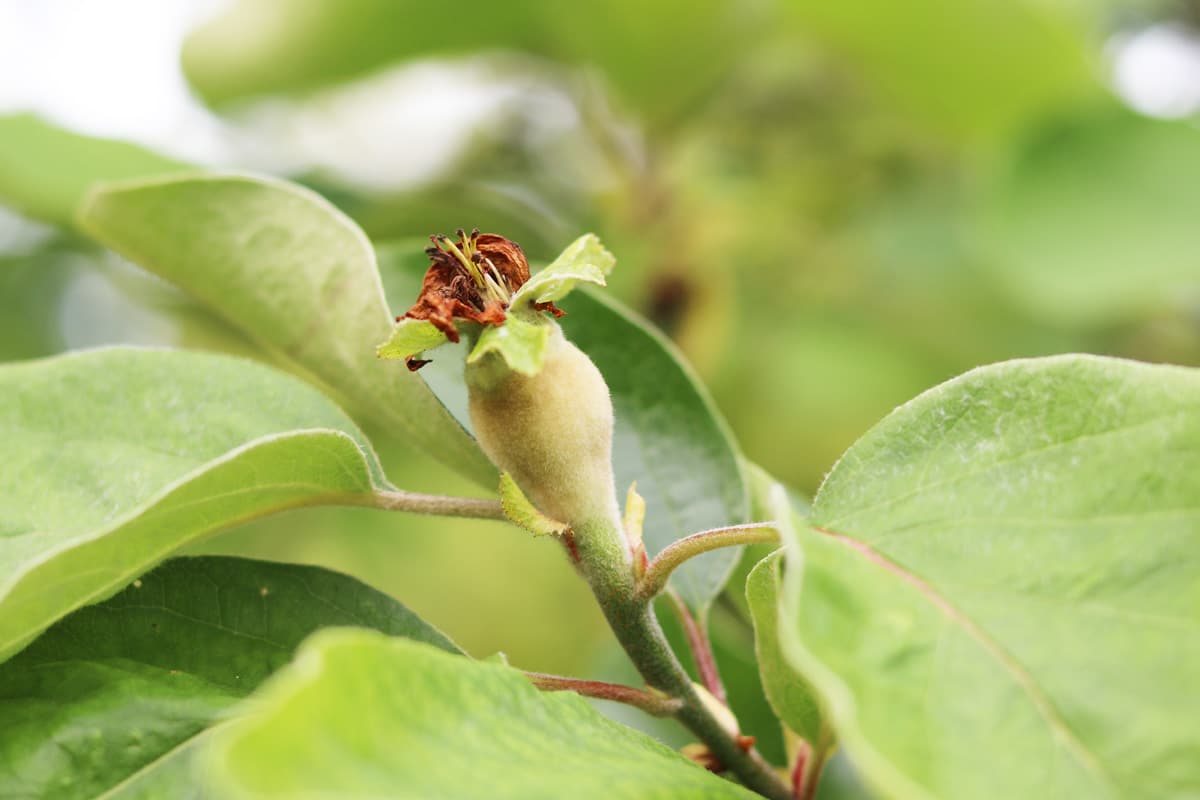 Quitte - Blüte mit Frucht