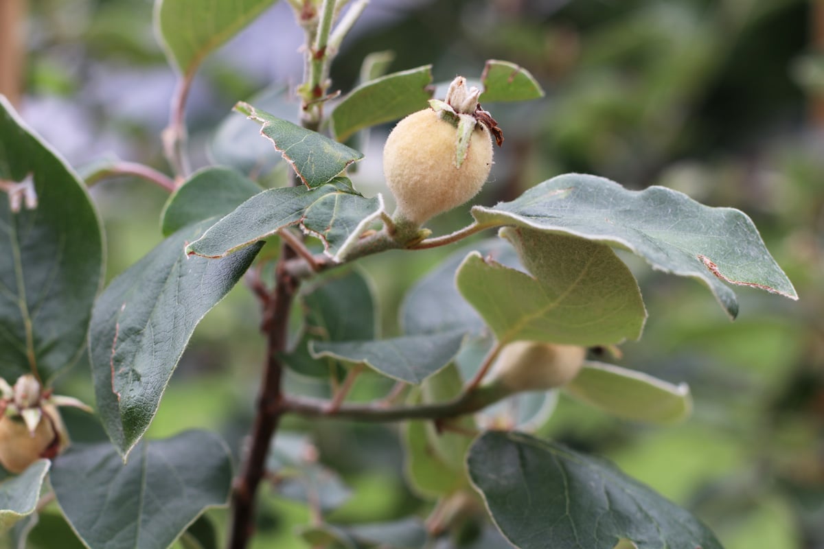 Quitte - Cydonia oblonga 'Wudonia'