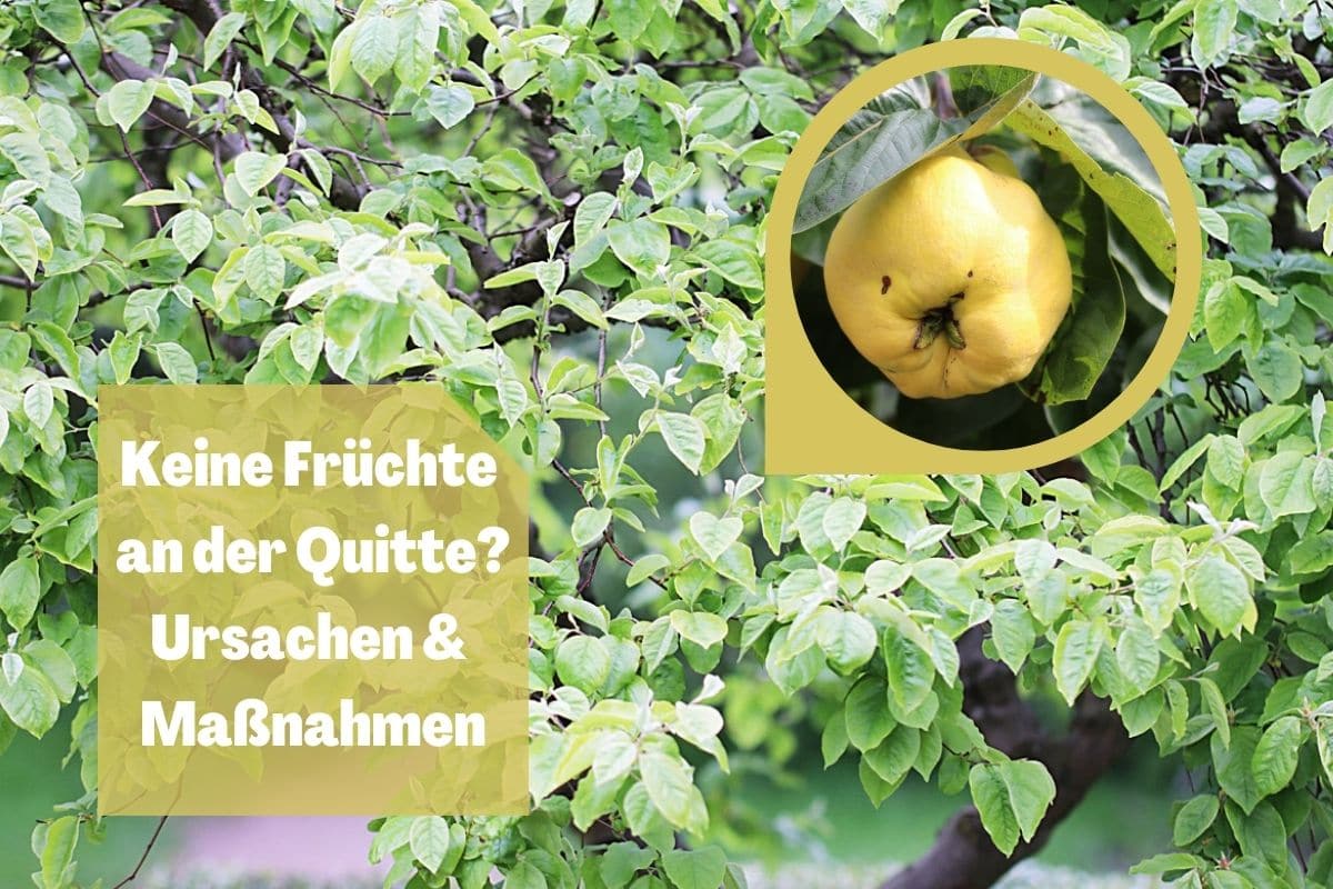 Quitte trägt keine Früchte