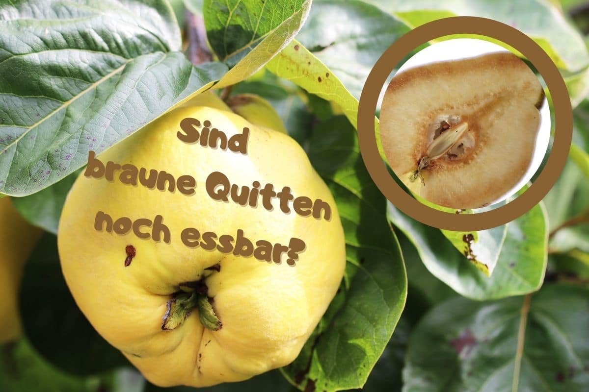 Quitten innen braun