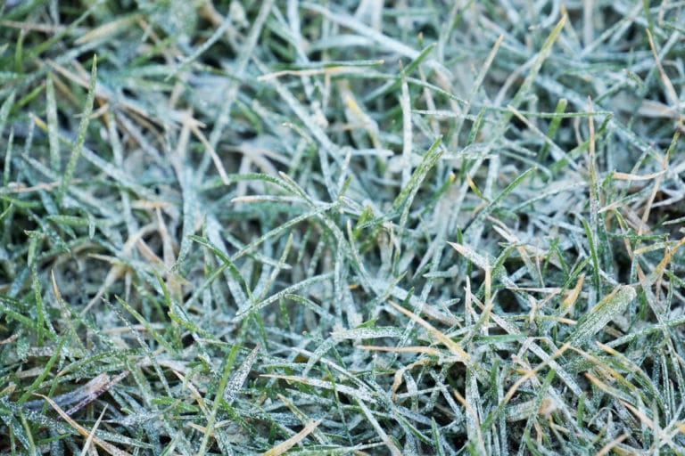 Wann sollte man den Rasen kalken? Zeitpunkt Gartenrat.de