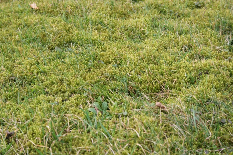Wann sollte man den Rasen kalken? Zeitpunkt Gartenrat.de