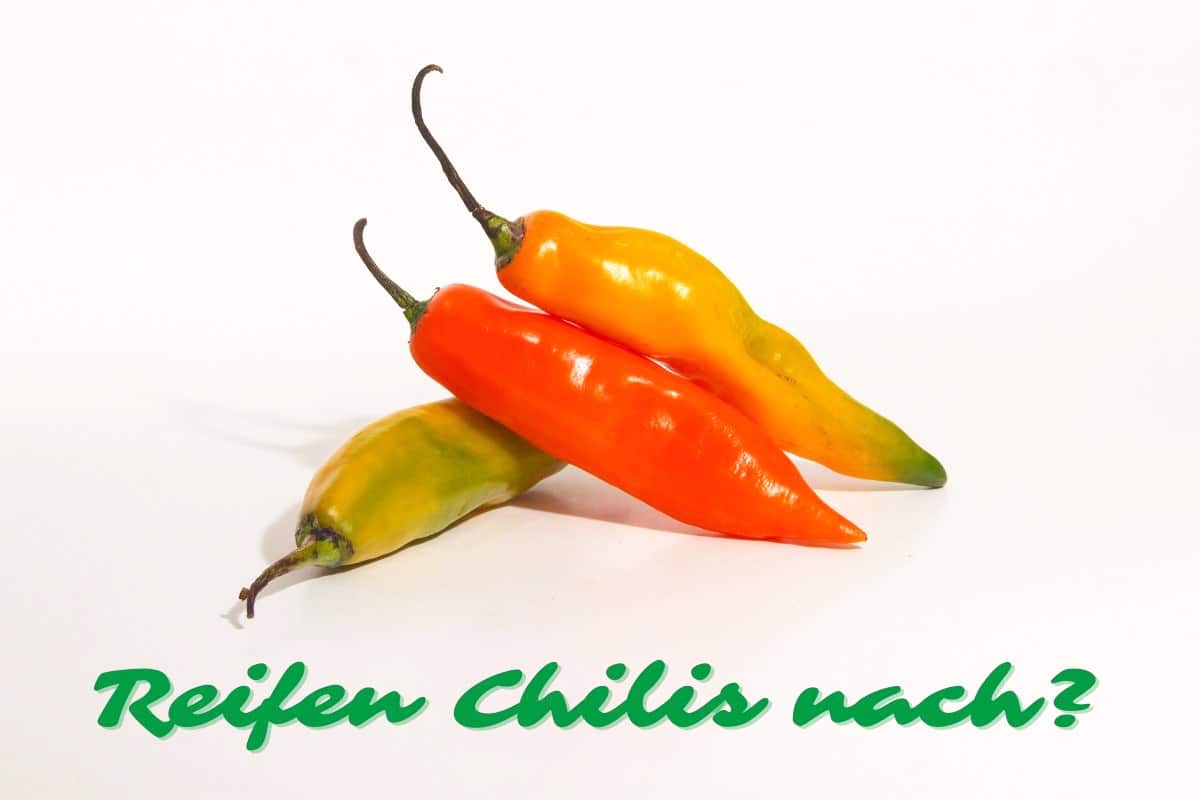 Reifen Chilis nach - Unreife Chilis