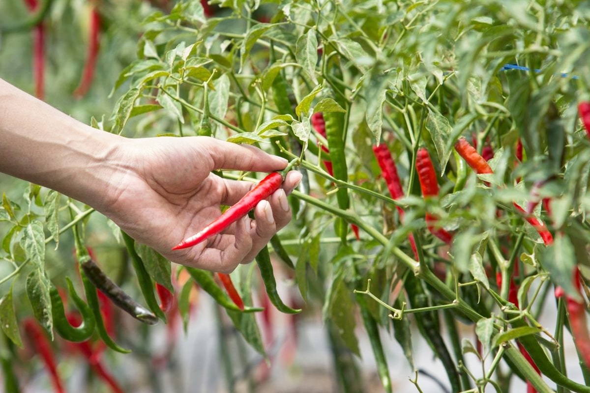 Reifen Chilis nach - Hand erntet reife Chilischote