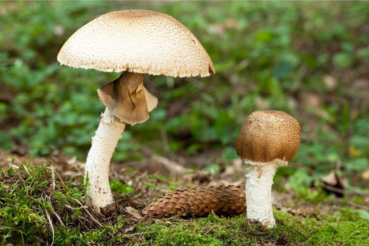 Riesenchampignon - Agaricus augustus