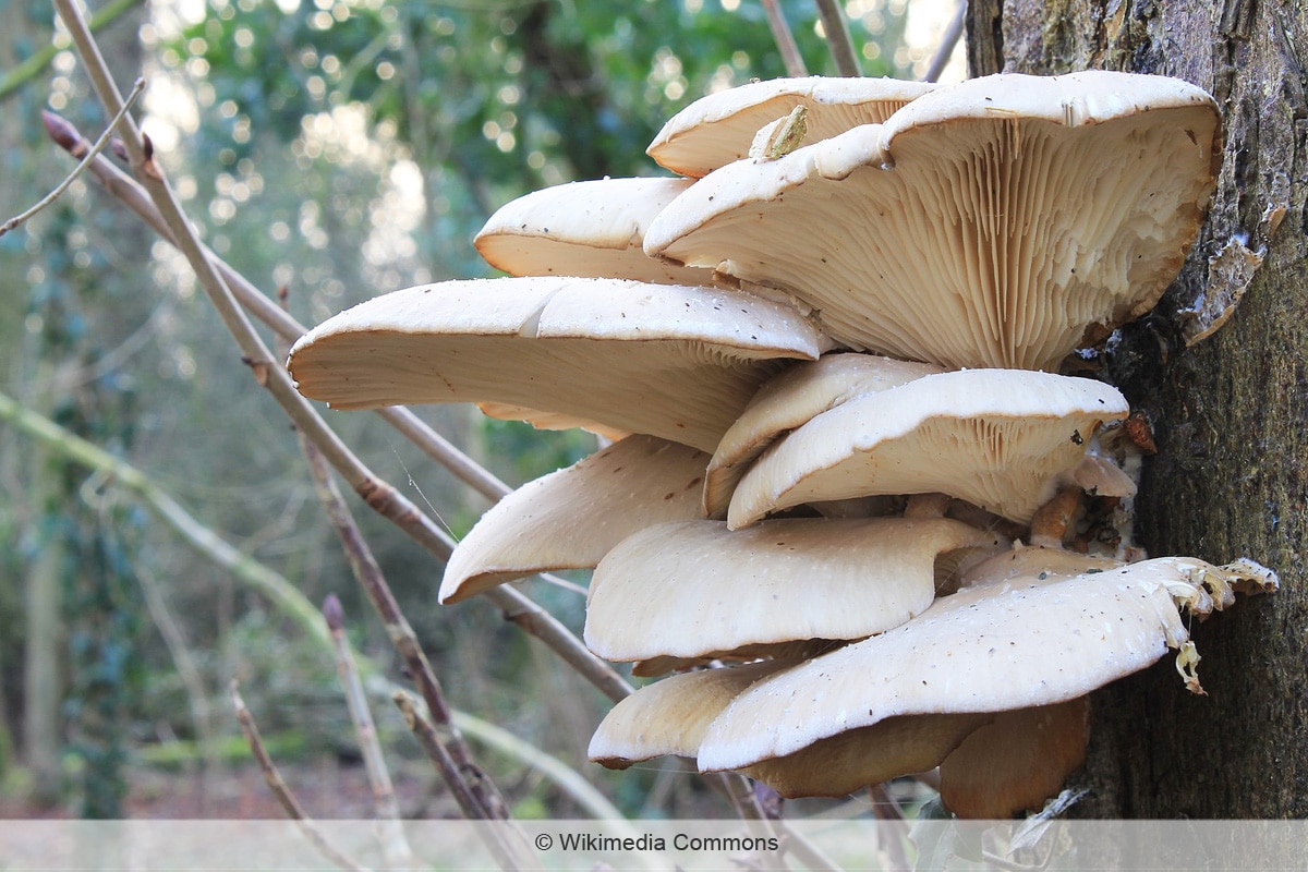 Rillstieliger Seitling - Pleurotus cornucopiae