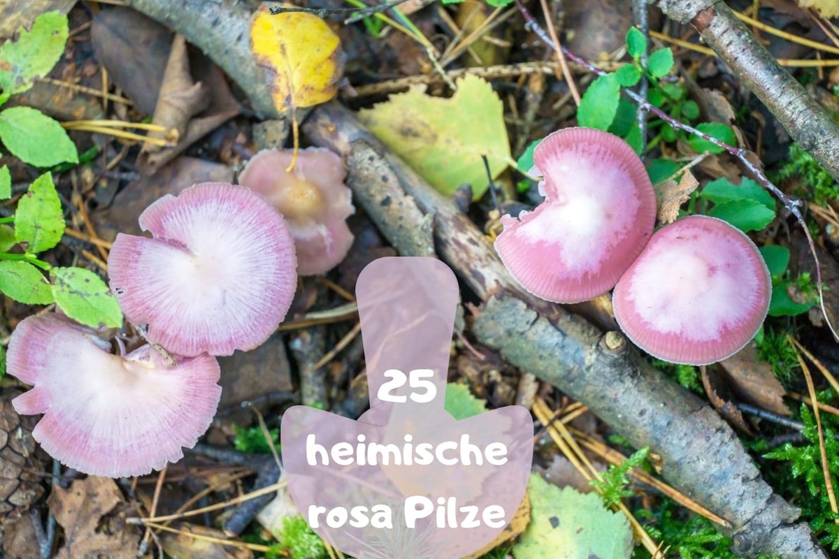 Rosa Pilze - Rosa-Rettich-Helmling