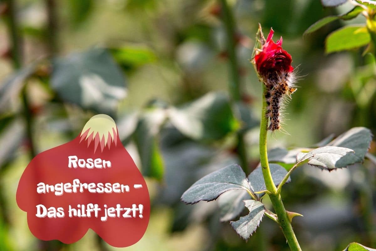 Angefressene Rosen - Raupe an Rosenblüte