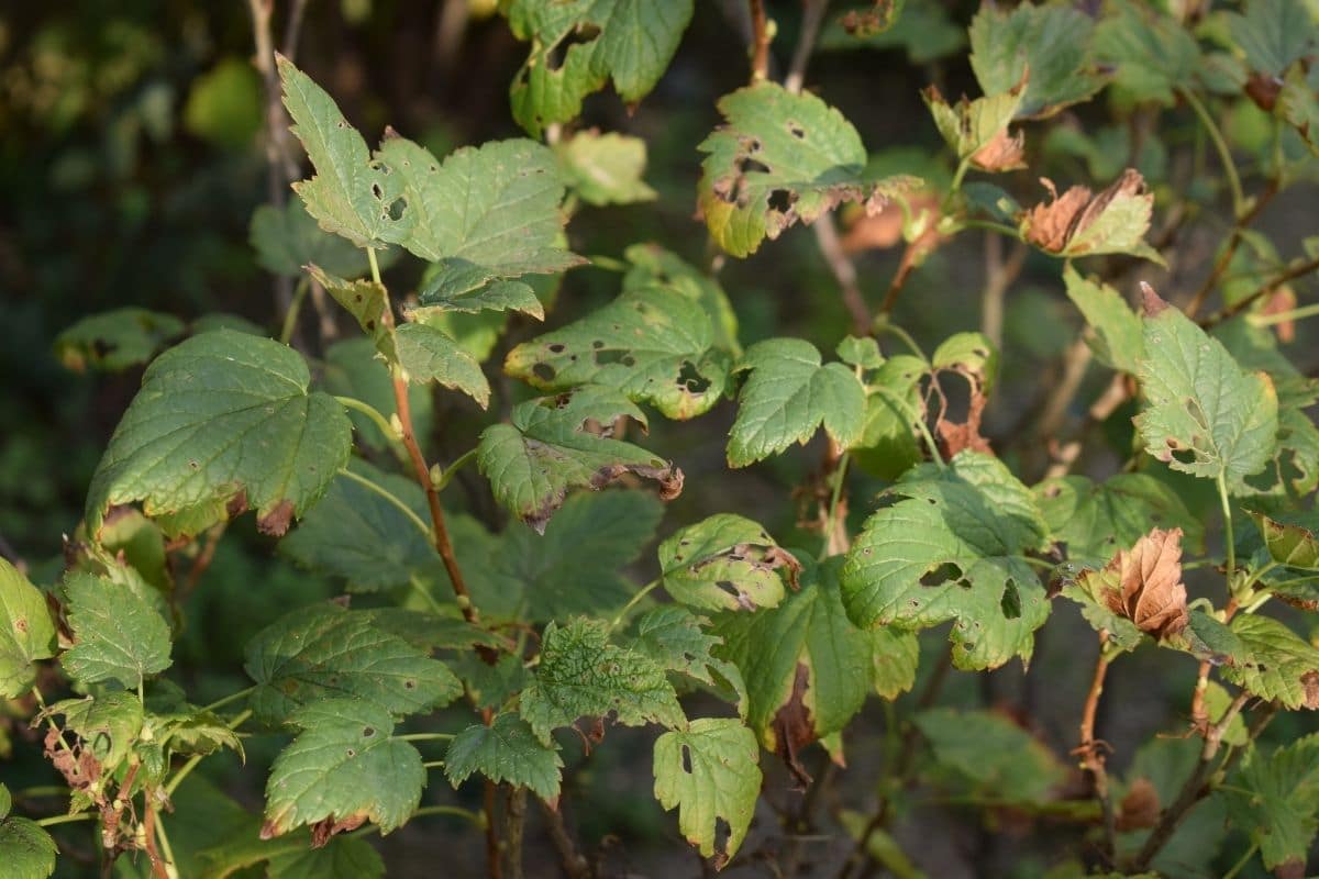 Angefressene Rosenblätter