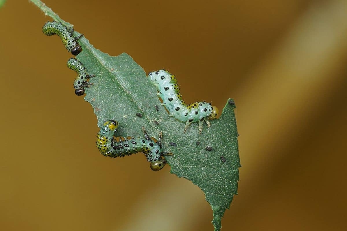 Larve der Rosenbürstenhornwespe - Arge ochropus