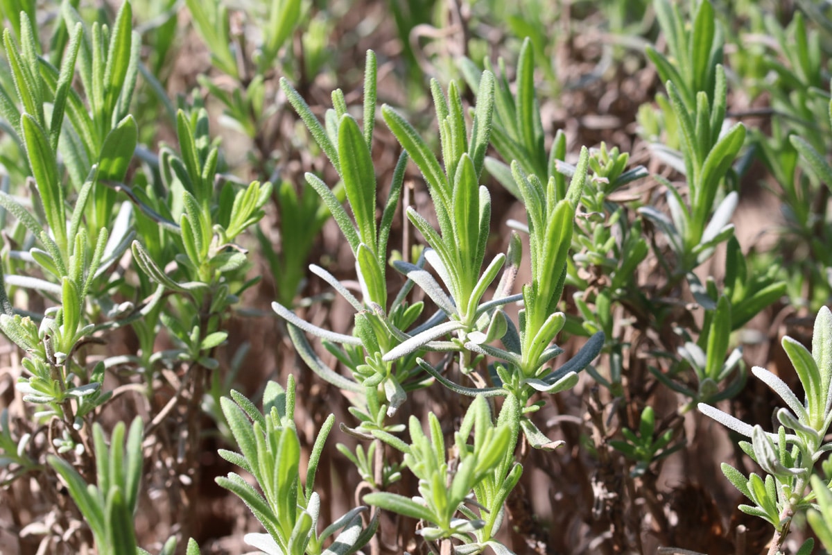 Blattläuse an Gurken - Rosmarin 