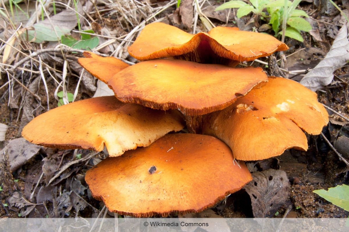 Rotbrauner Flämmling - Gymnopilus picreus