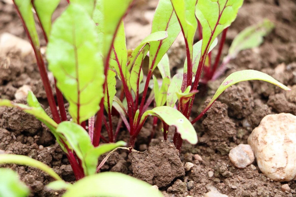 Rote Beete - Beta vulgaris subsp. vulgaris