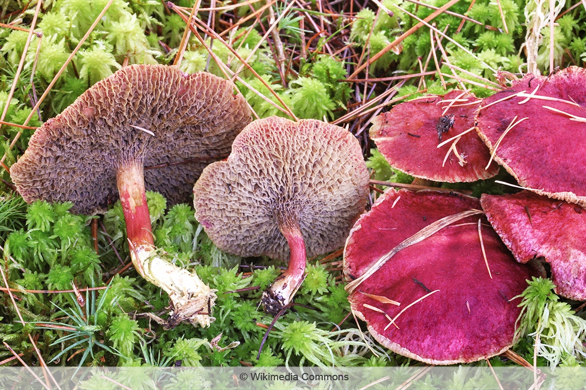 Rotschuppiger Röhrling - Suillus paluster