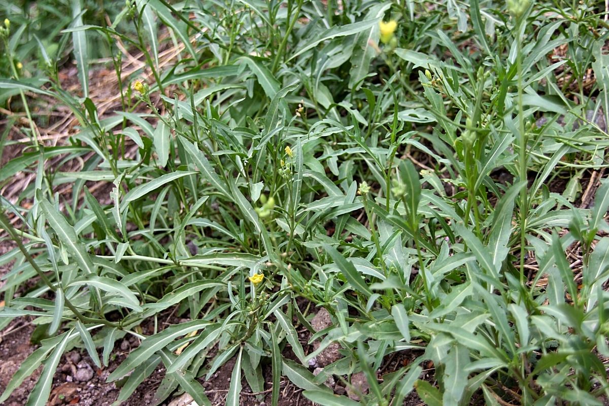 Petersilie Nachbarn - Rucola - Diplotaxis tenuifolia