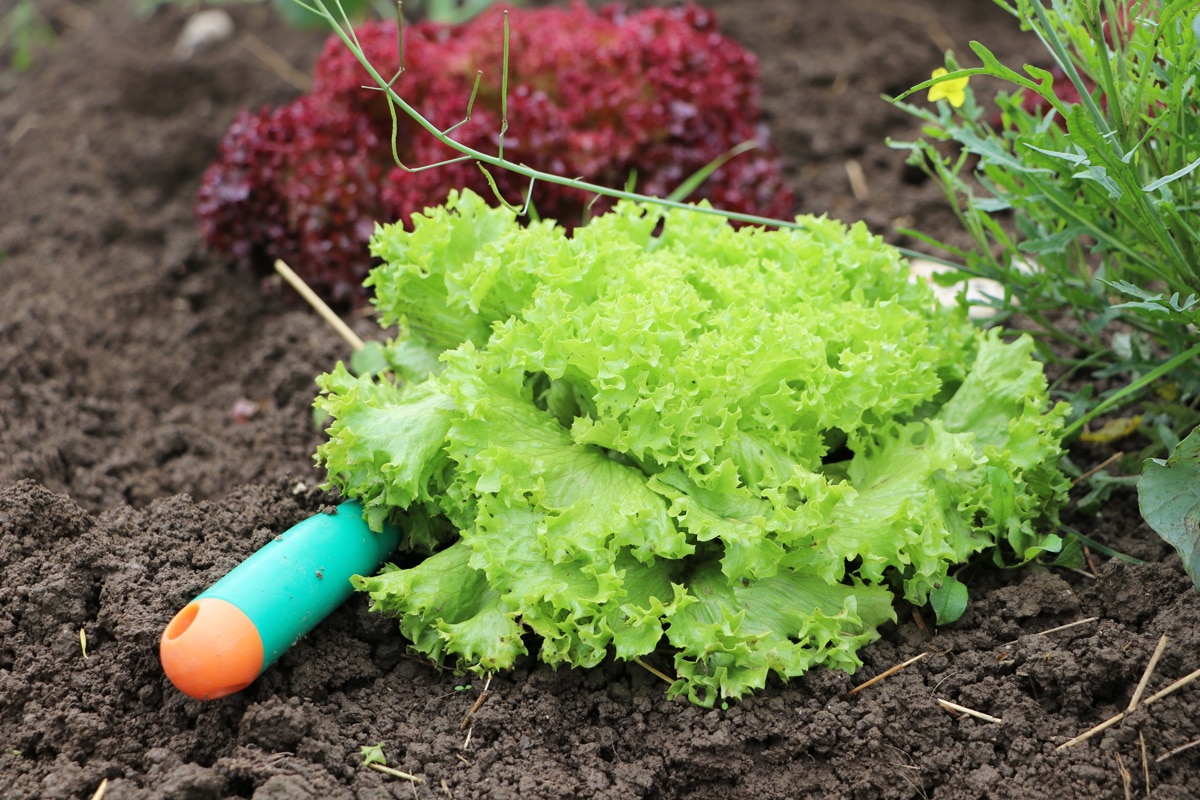 Salat - Lactuca sativa