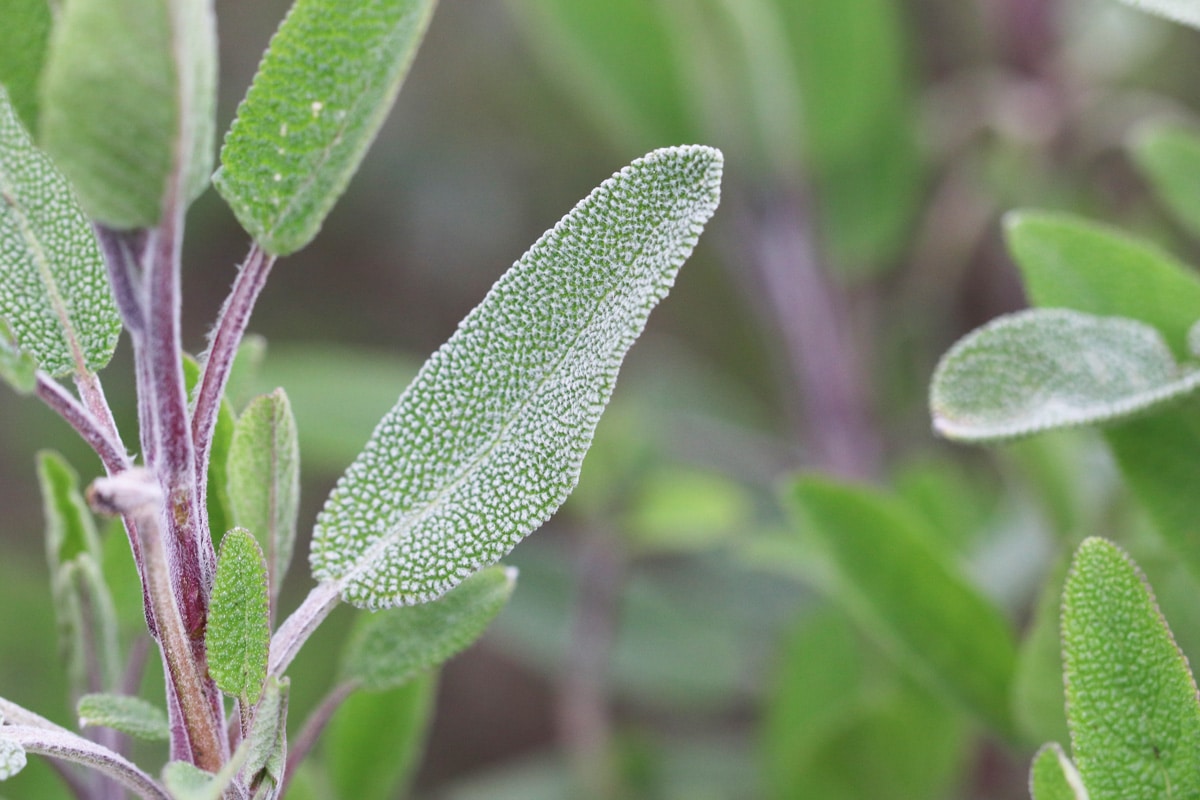 Tomaten-Mischkultur - Salbei (Salvia officinalis)