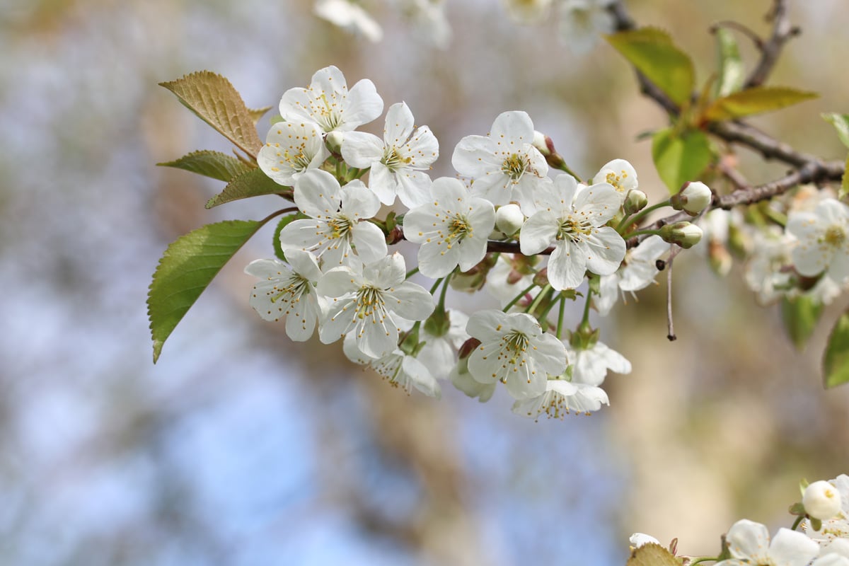 Blüten der Sauerkirsche