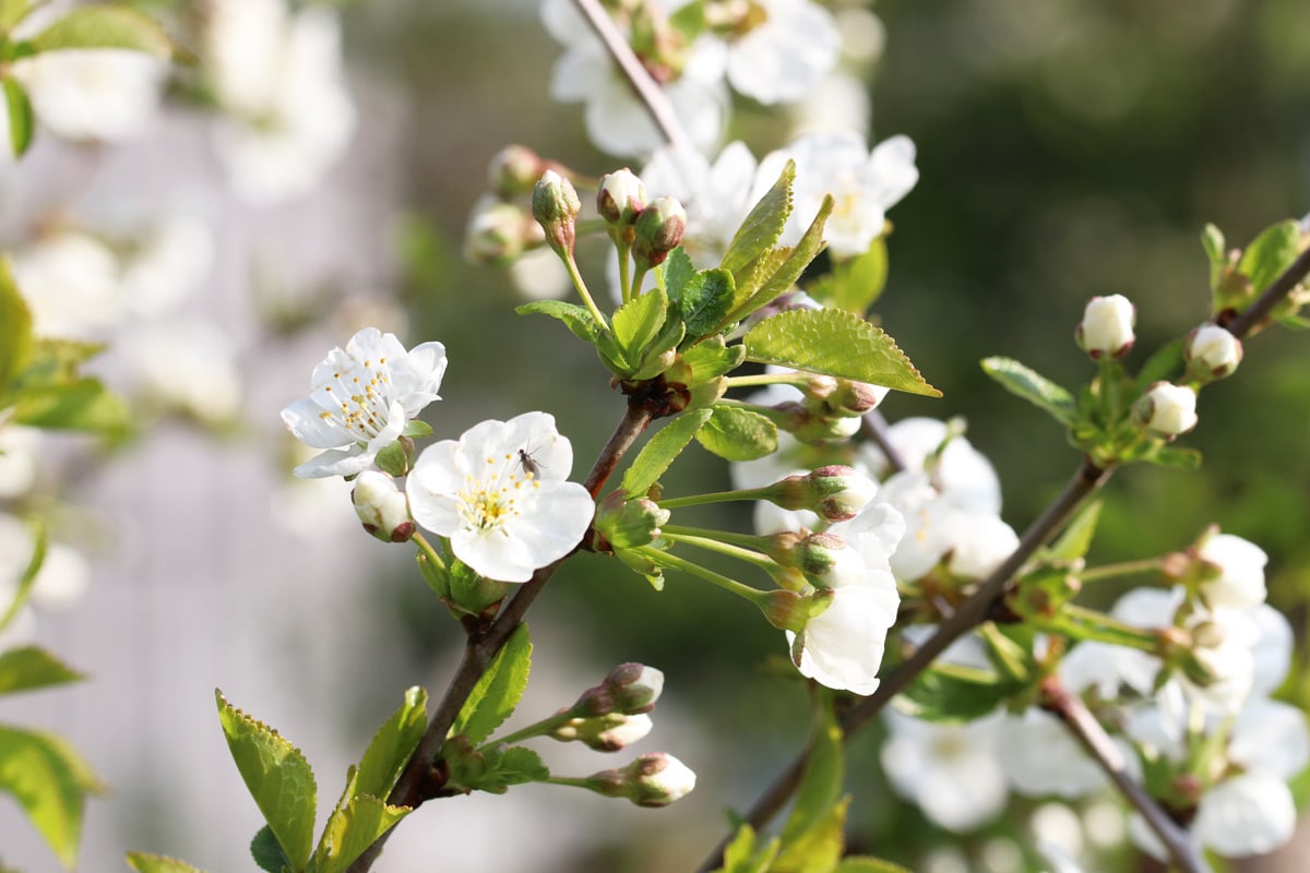 Prunus cerasus 'Saphir'