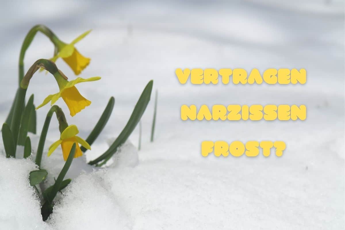 Narzissen mit Frost