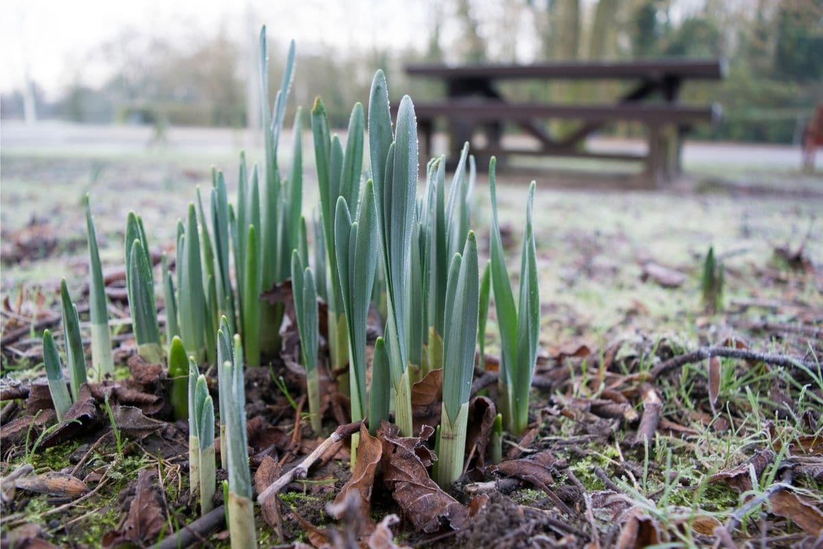 Narzissen mit Frost