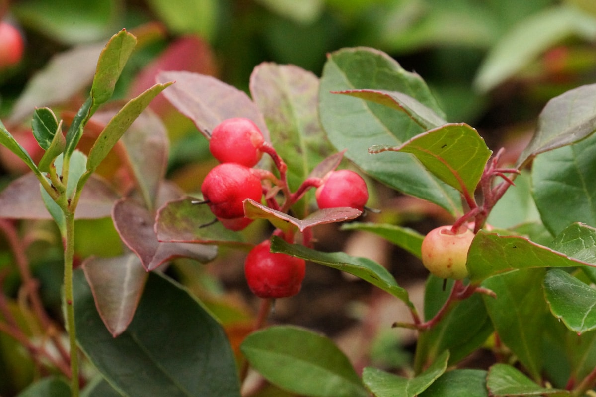 Scheinbeere - Gaultheria procumbens