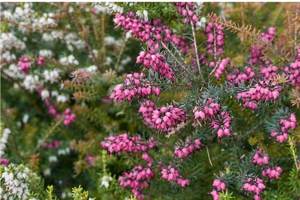 Schneeheide - Erica carnea