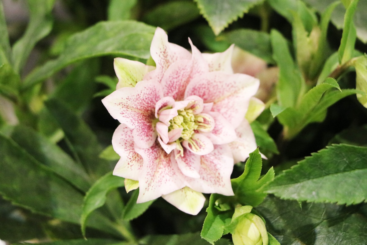 Schneerose - Helleborus niger