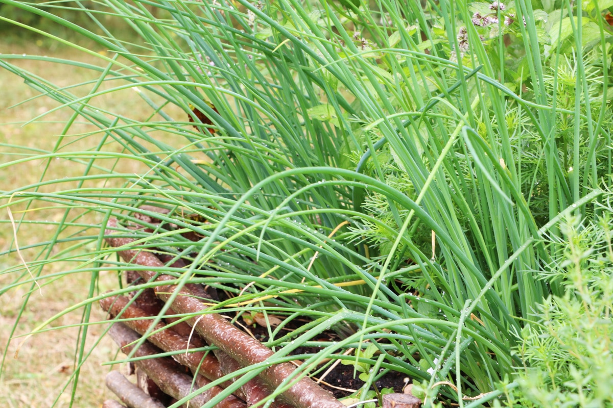 Schnittlauch (Allium schoenoprasum)