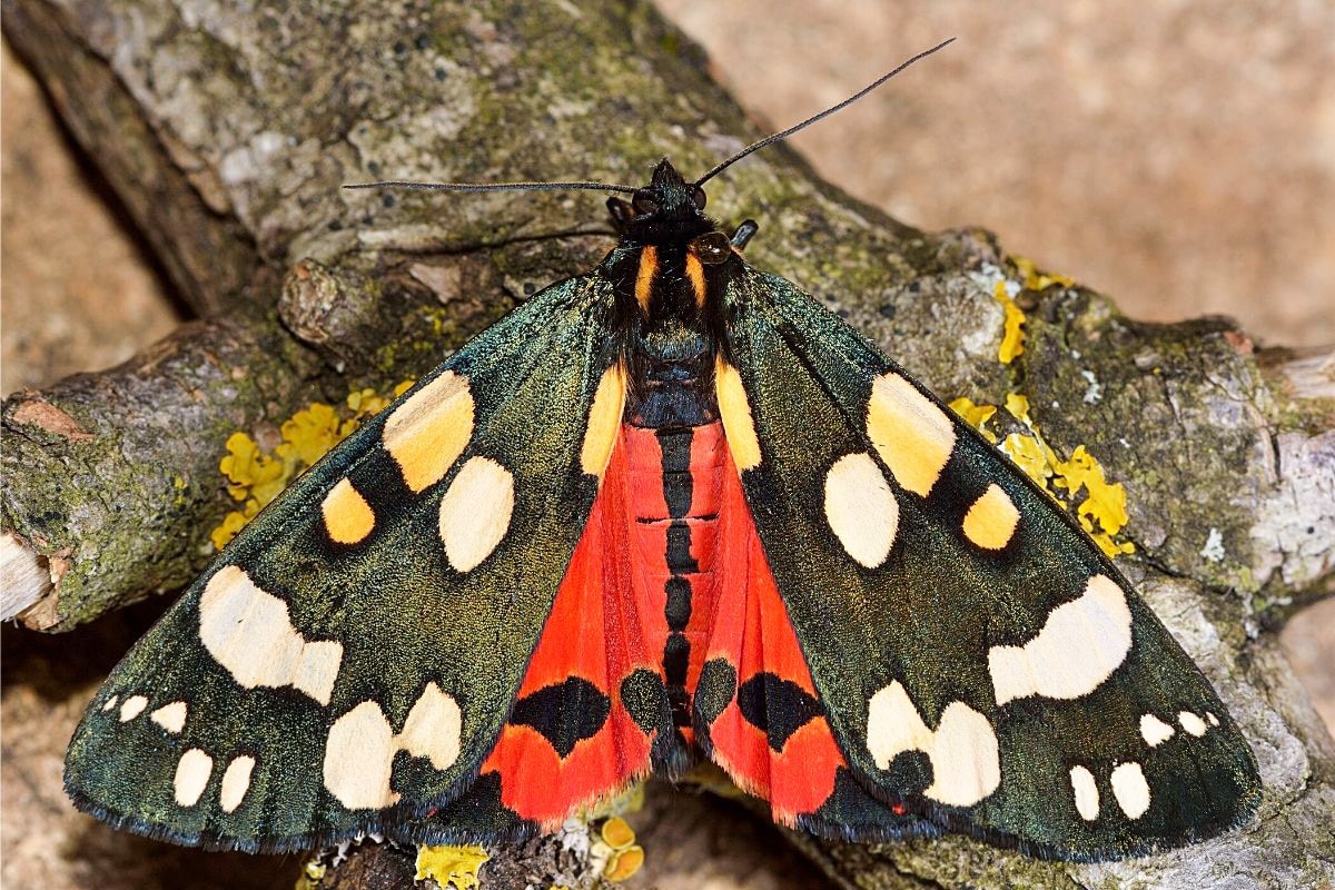 Schönbär - Callimorpha dominula