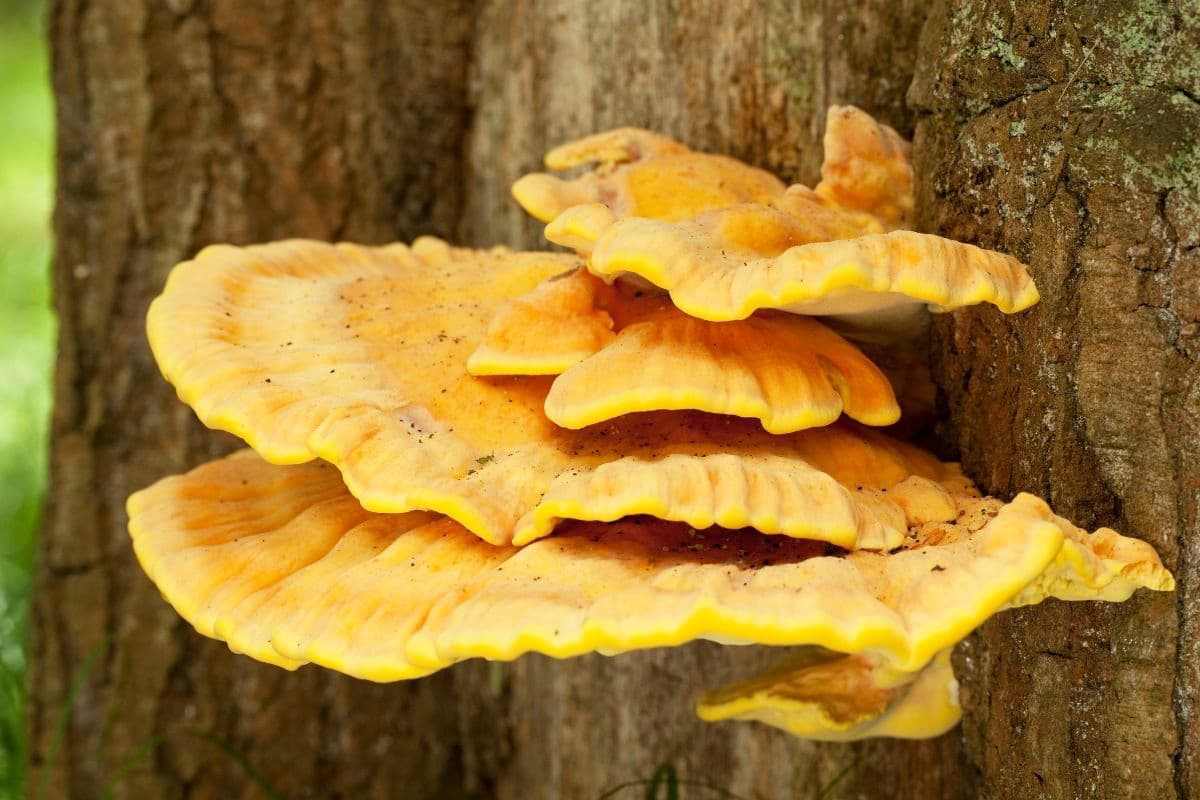 Gemeiner Schwefelporling - Laetiporus sulphureus