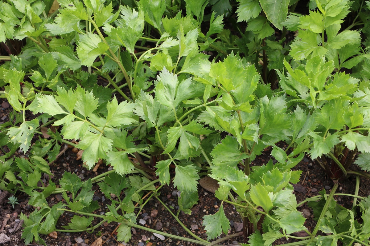 Tomaten-Mischkultur - Sellerie (Apium graveolens)