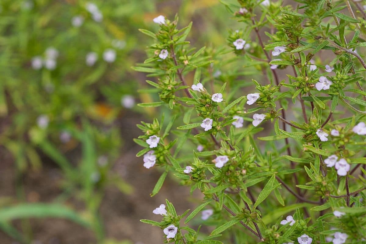 Sommer-Bohnenkraut - Satureja hortensis