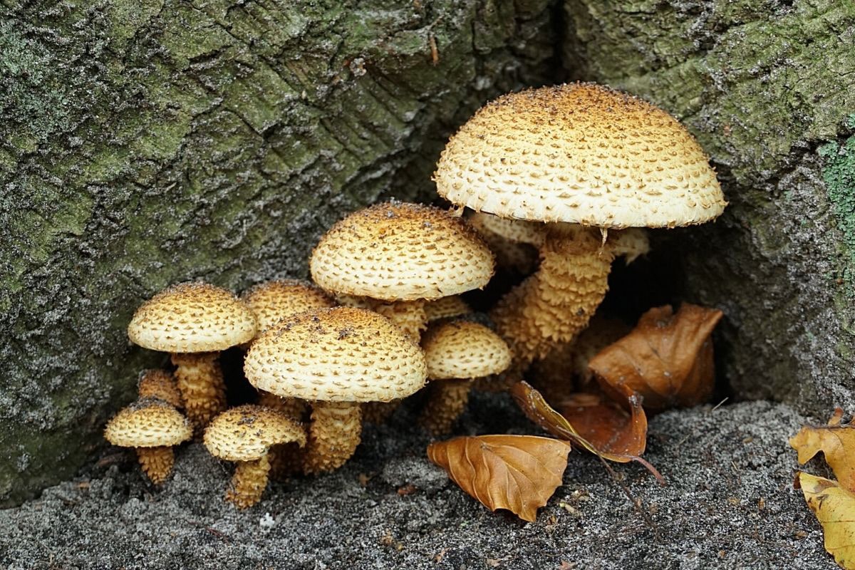 Sparriger Schüppling - Pholiota squarrosa