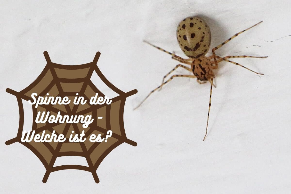 Spinne in der Wohnung