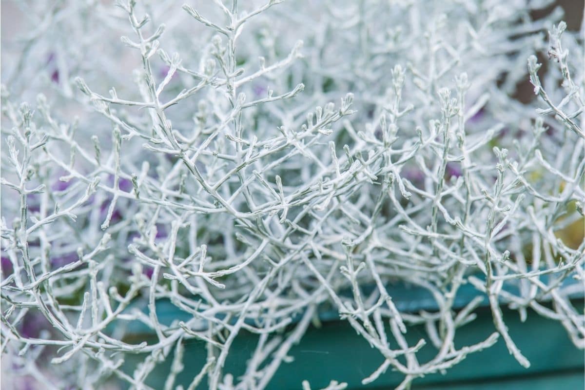 Blumenkästen im Herbst und Winter bepflanzen - Stacheldrahtpflanze