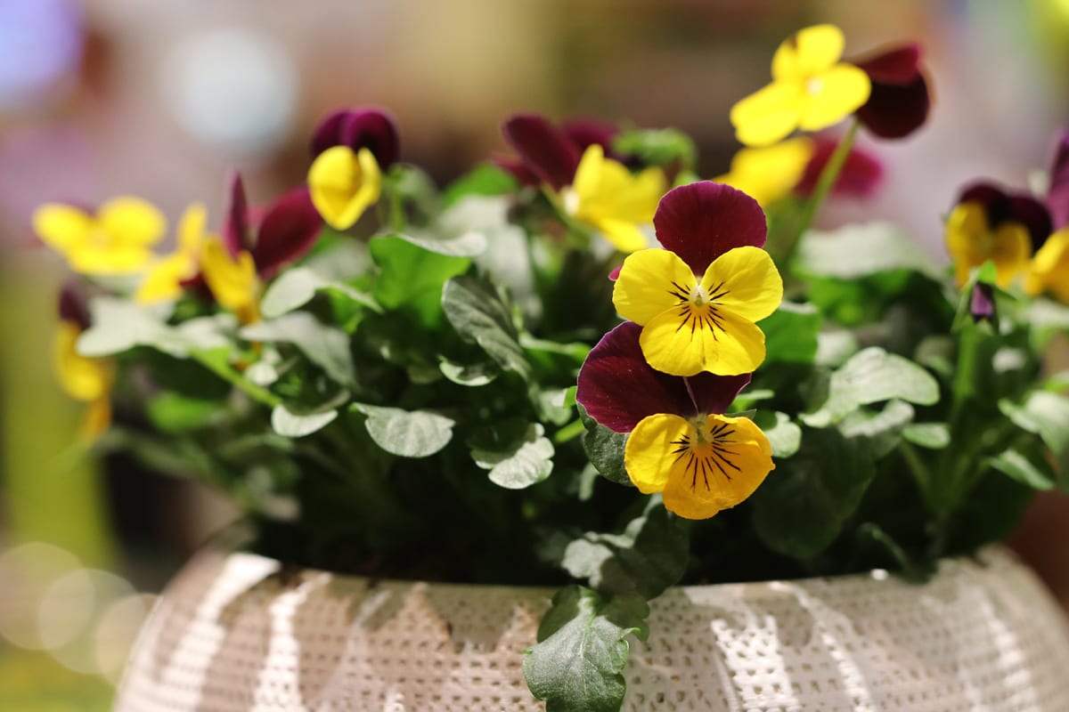 Balkonblumen für Herbst und Winter - Stiefmütterchen