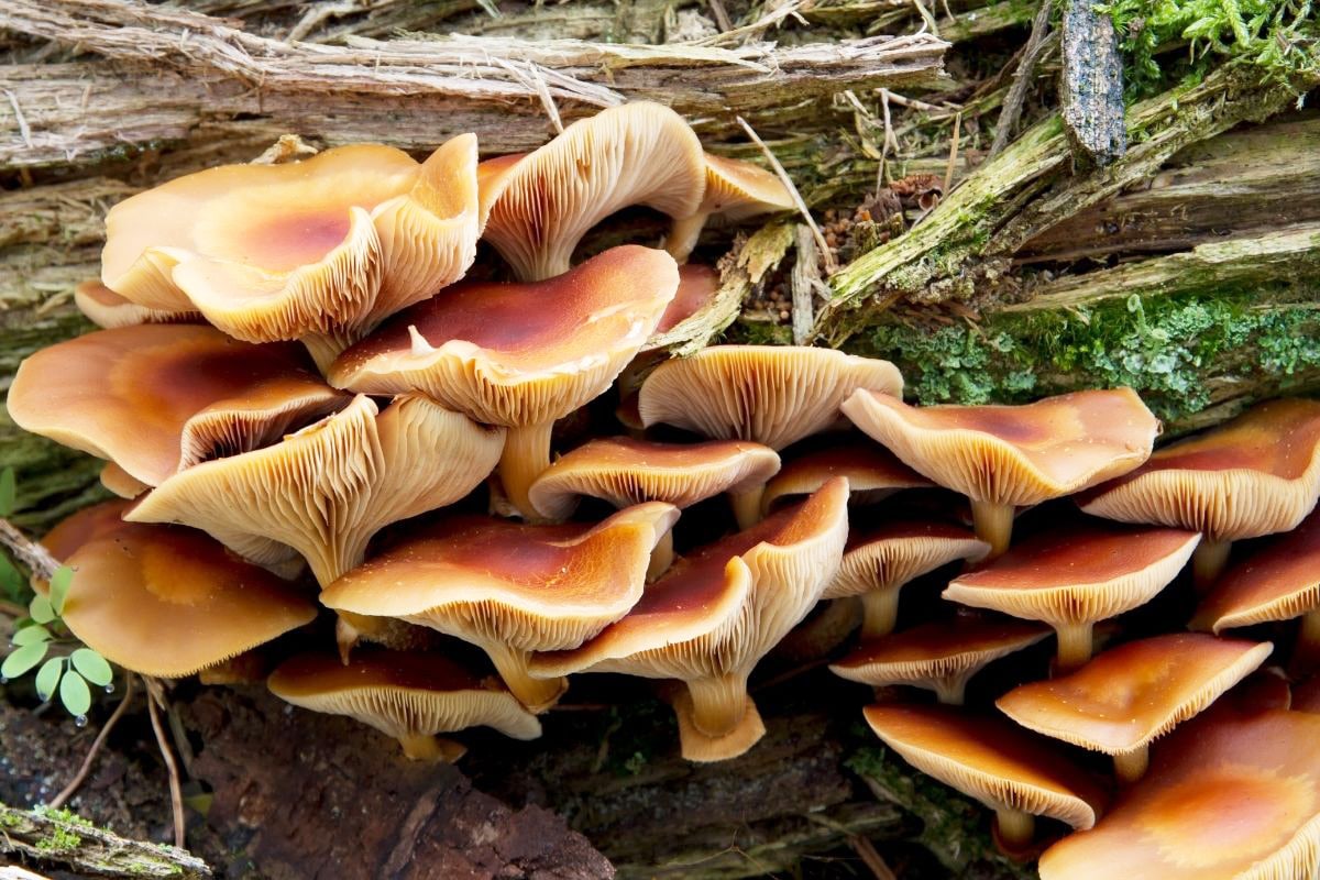 Stockschwämmchen - Kuehneromyces mutabilis