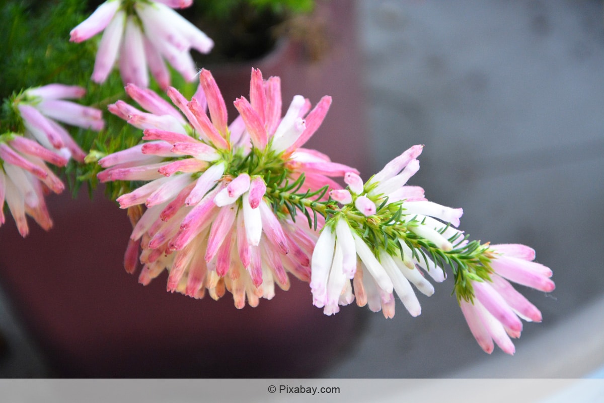 Südafrikanisches Heidekraut - Erica verticillata