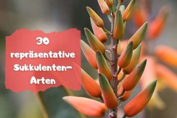 30 SukkulentenArten von AZ Repräsentative Arten Gartenrat.de