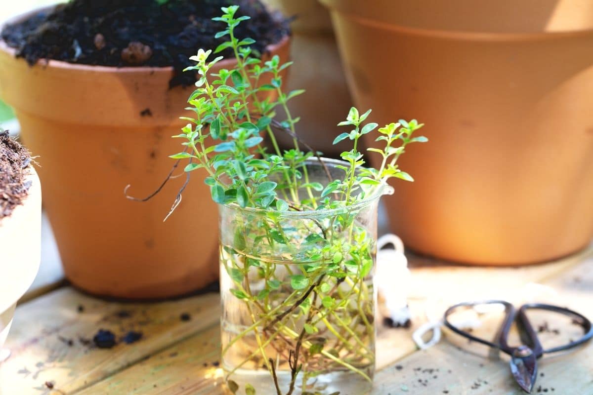 Thymian-Stecklinge in Wasserglas