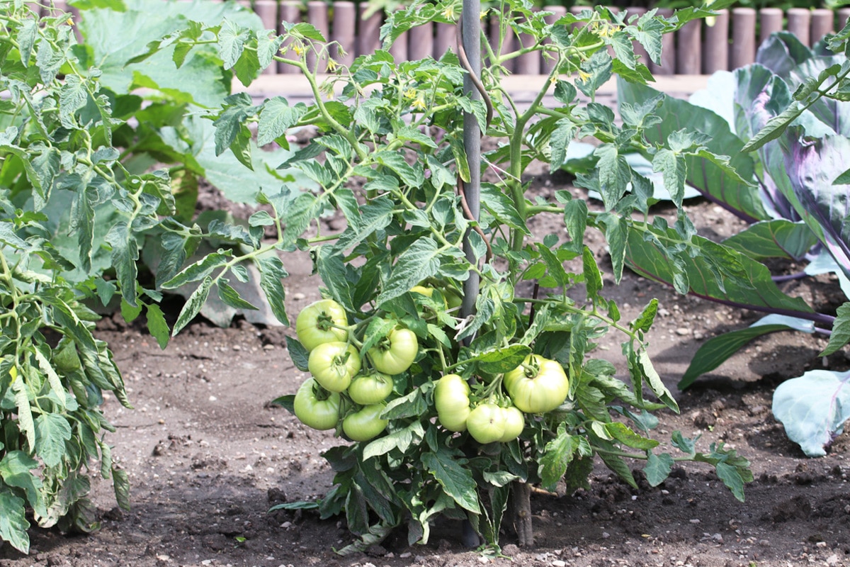 Tomaten-Mischkultur - Tomaten im Beet