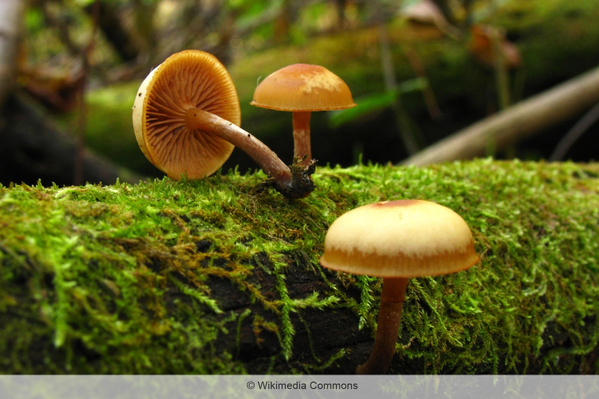 Überhäuteter Häubling - Galerina autumnalis