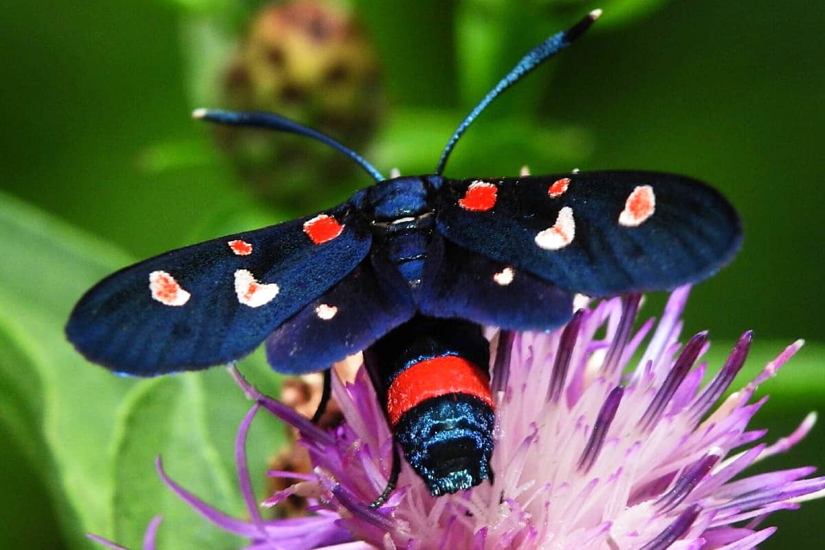 Veränderliches Rotwidderchen - Zygaena ephialtes