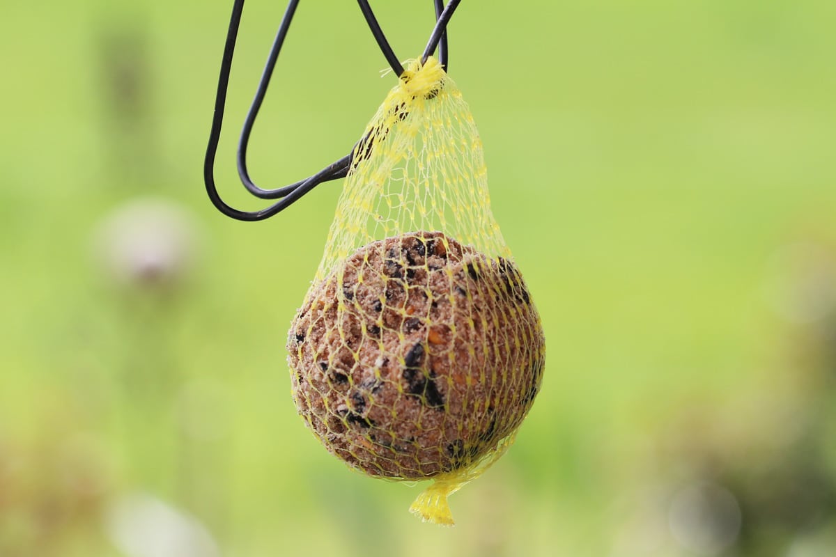 Erdnüsse als Vogelfutter - Meisenknödel