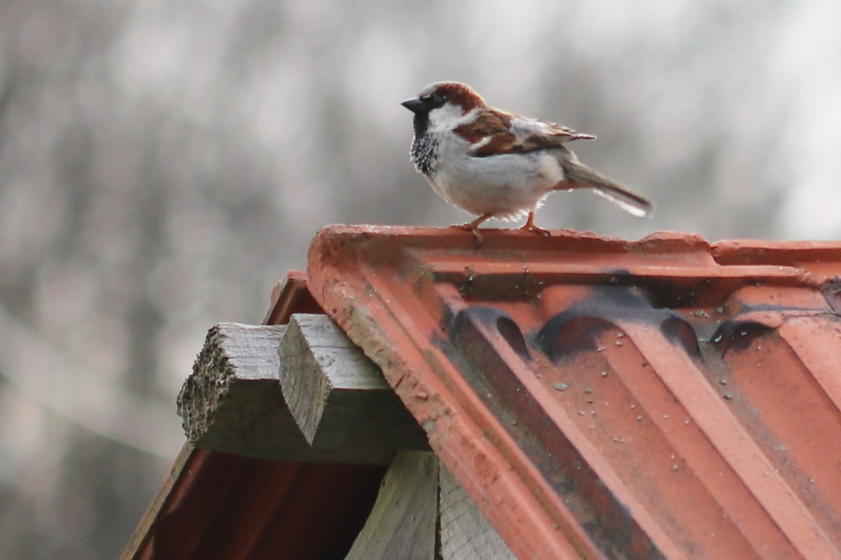 Erdnüsse als Vogelfutter - Spatz