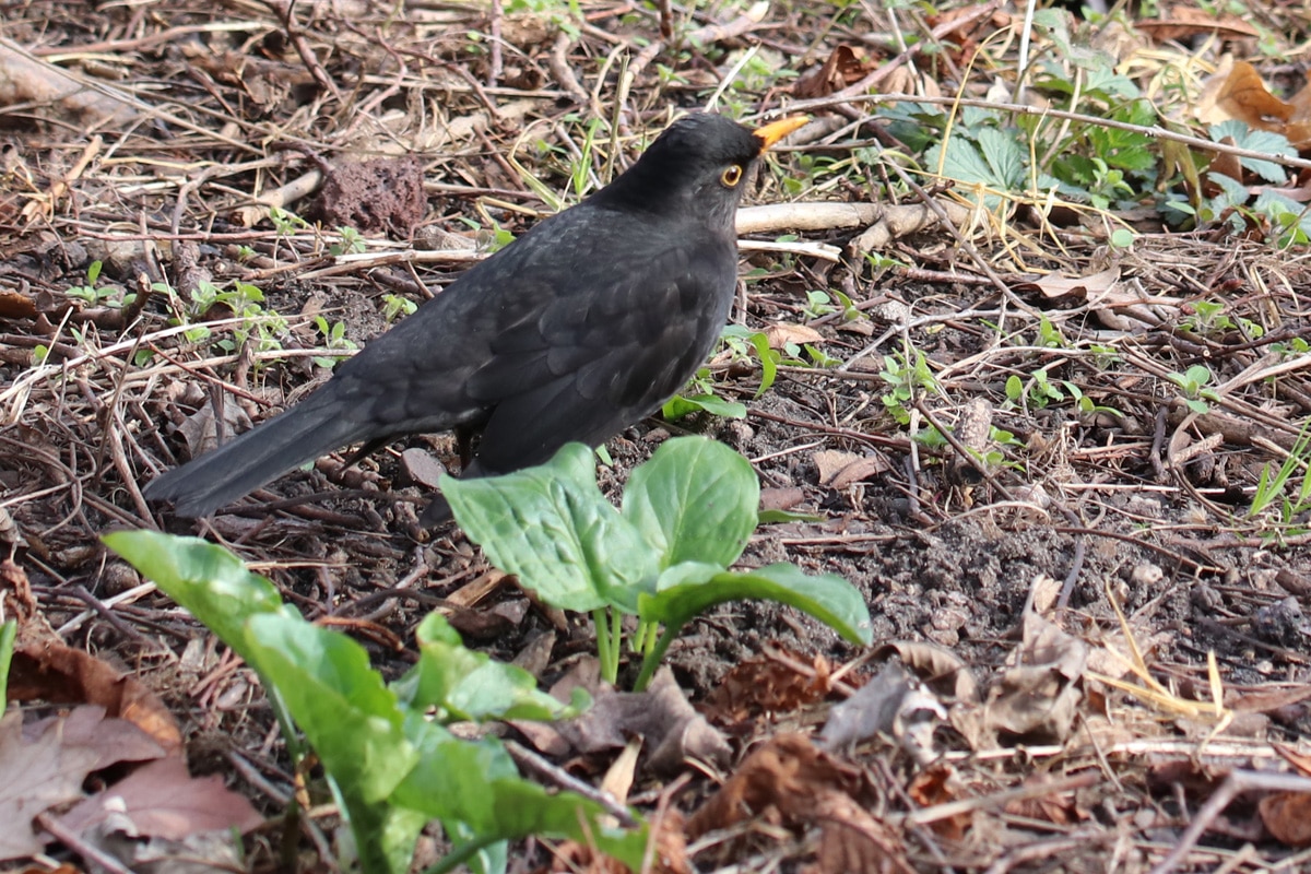 Weichfutterfresser - Amsel