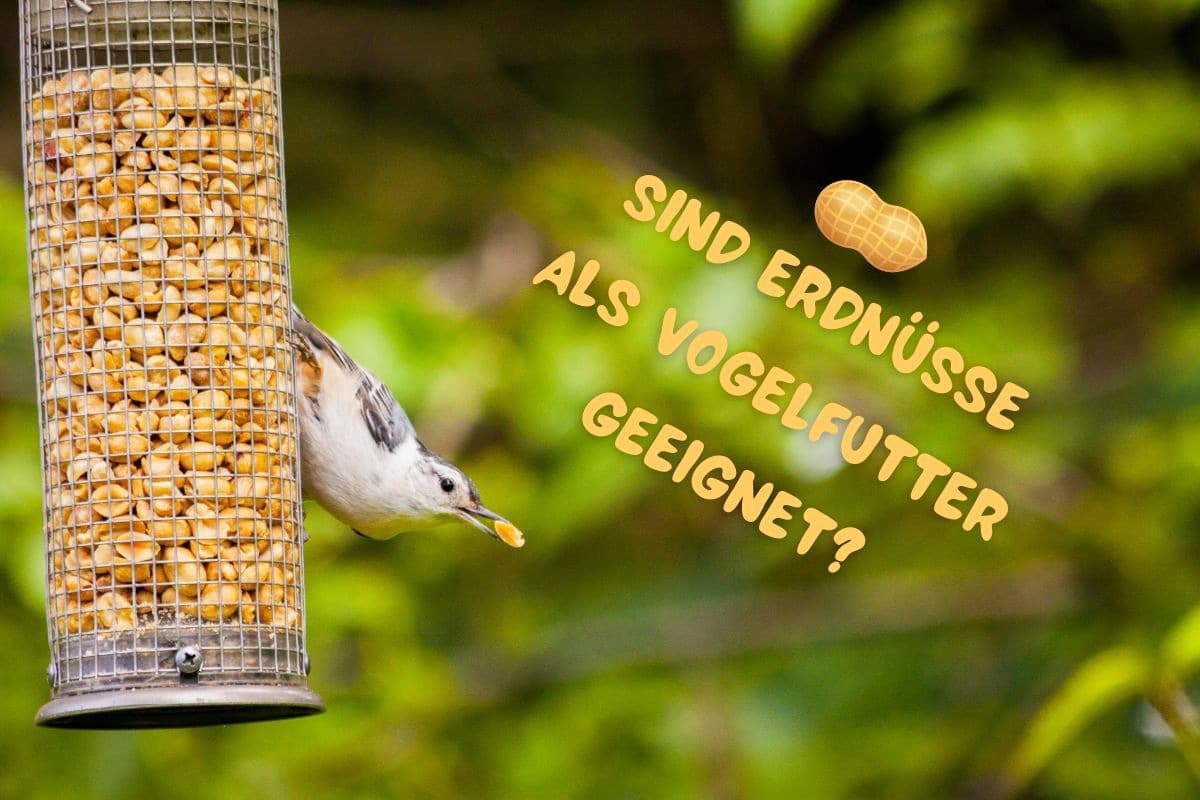 Erdnüsse als Vogelfutter