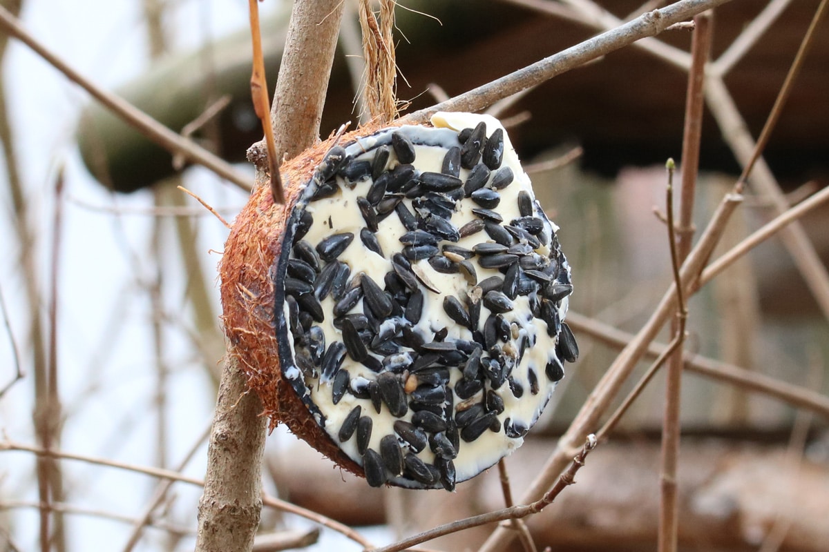 Selbstgemachtes Vogelfutter für Körnerfresser